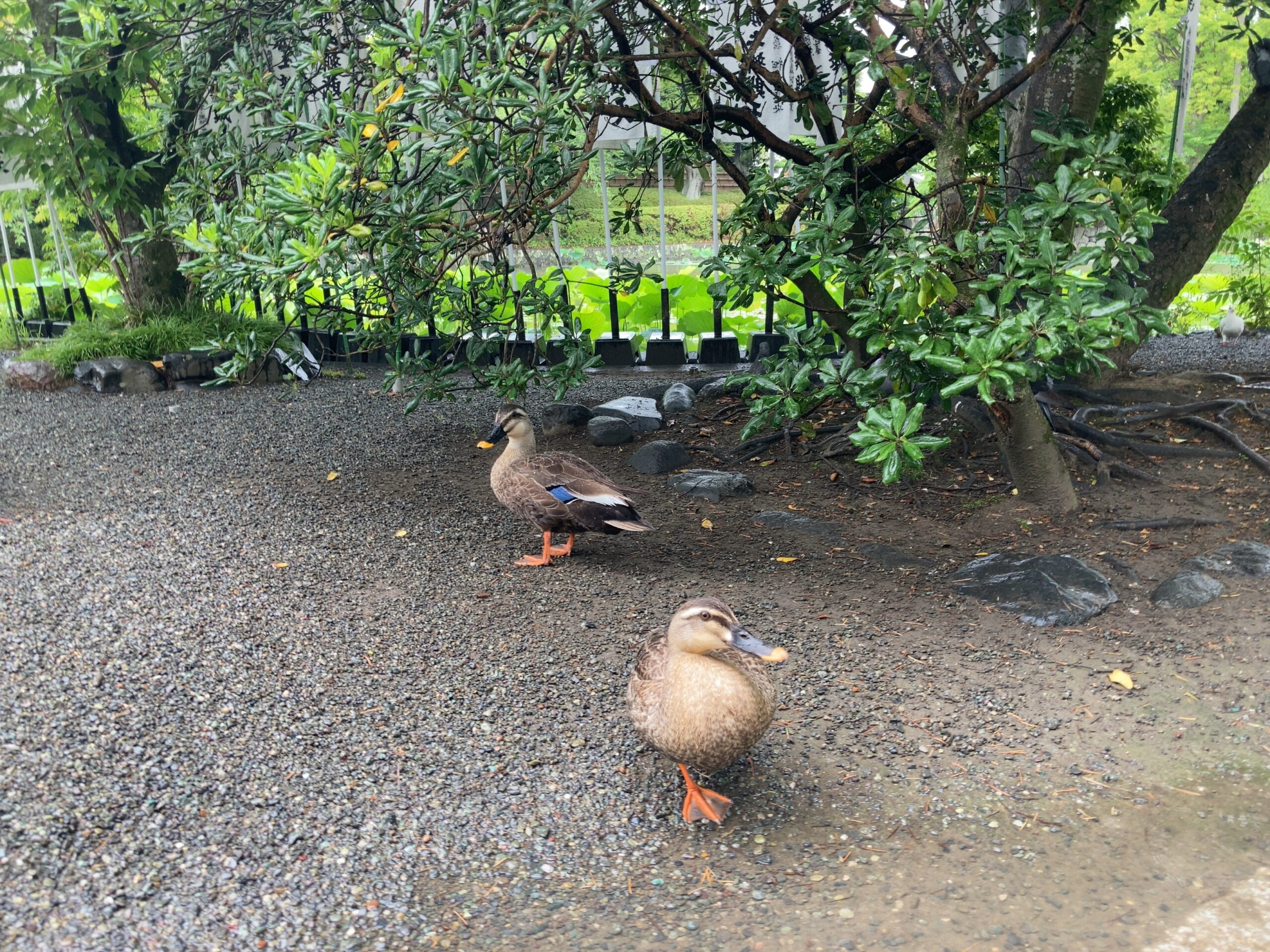 鶴岡八幡宮の鴨の写真