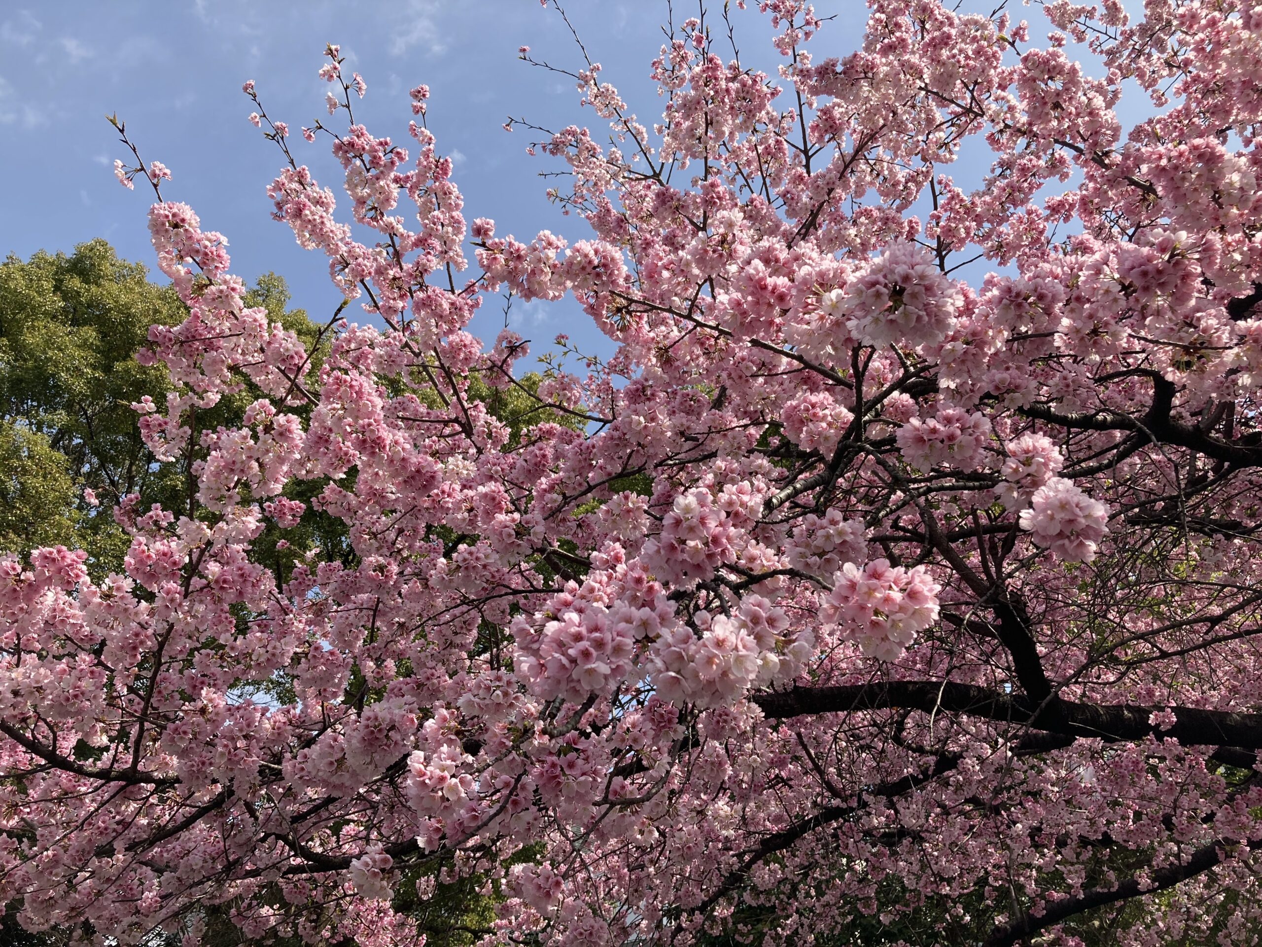 上野公園前交番前の桜