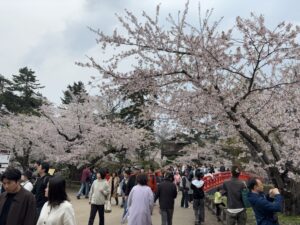 【50代夫婦旅行①】青森2泊3日初日は弘前城さくらまつりへ